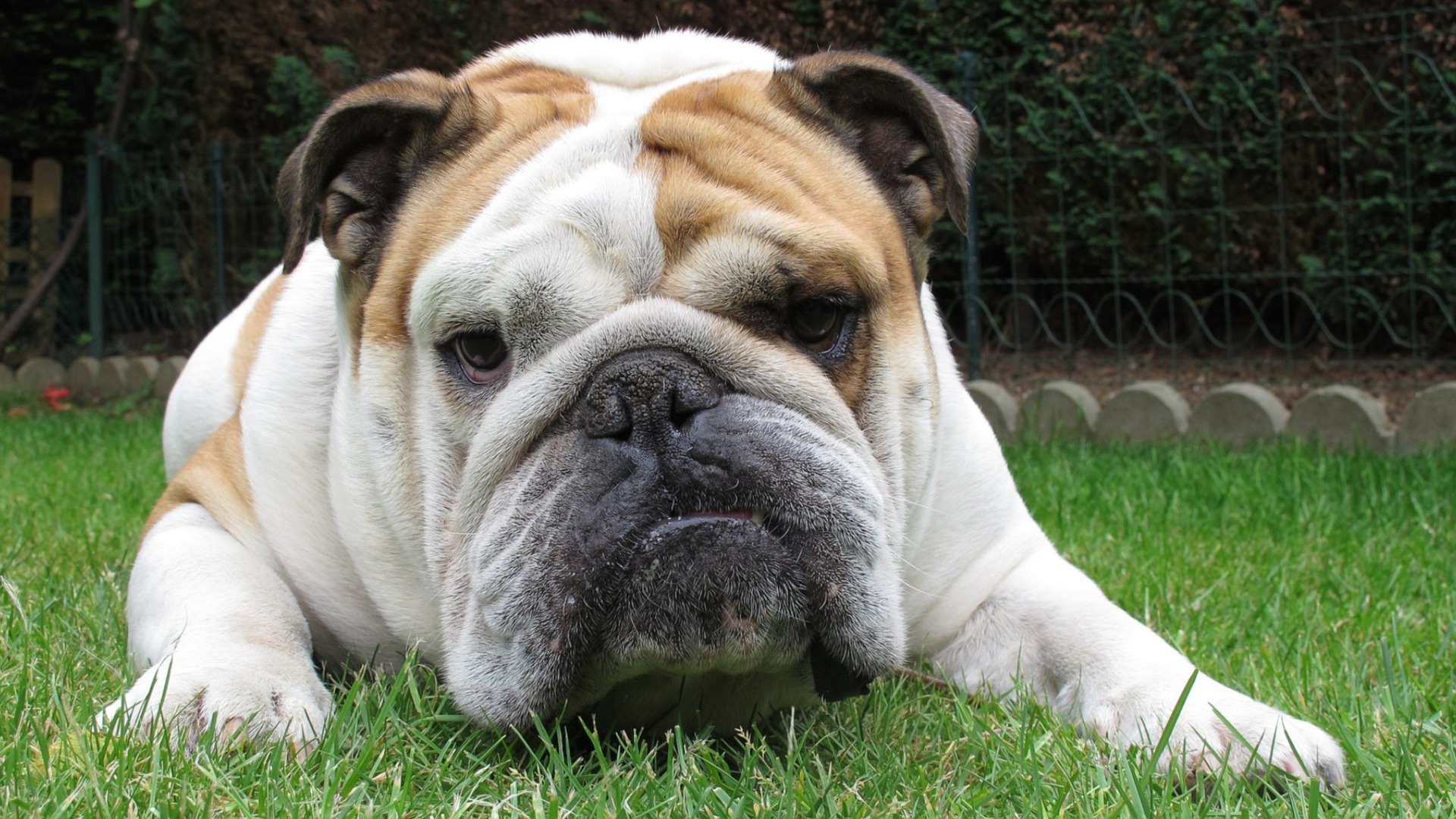 Lydig Engelsk Bulldog